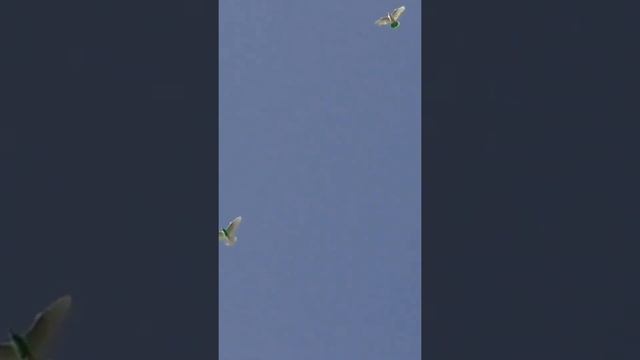 Бойные Игровые Голуби смотреть онлайн