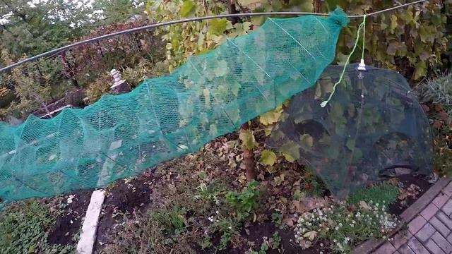 РАКОЛОВКИ ИЗ КИТАЯ! КАКАЯ ЛУЧШЕ? ЛОВЛЯ РАКОВ НА РАКОЛОВКИ. смотреть онлайн