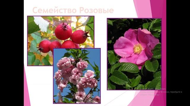 Отдел Покрытосеменные или Цветковые растения смотреть онлайн