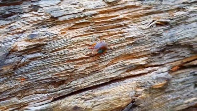 ДЕТИ В ЛЕСУ - РАЗВЛЕЧЕНИЯ / АТТРАКЦИОН смотреть онлайн