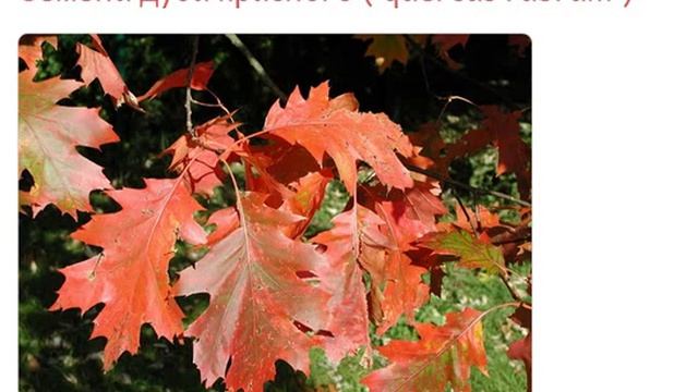 Семена дуба красного  Quercus Rubrum  купить продажа