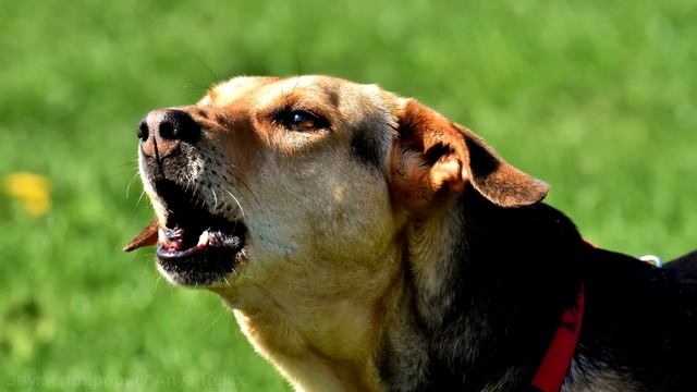 Лай (гавканье) собаки. Самые известные и популярные звуки собак. смотреть онлайн