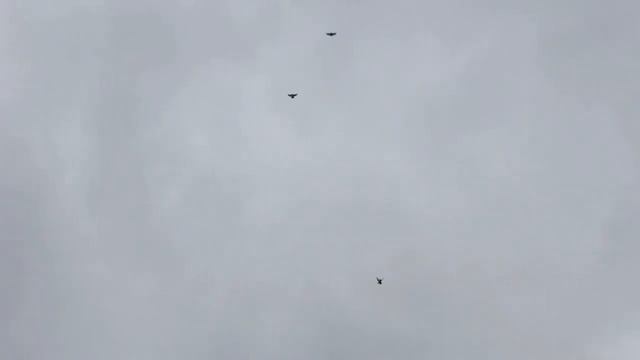 Рабочий полигон.Николаевские сизые голуби.