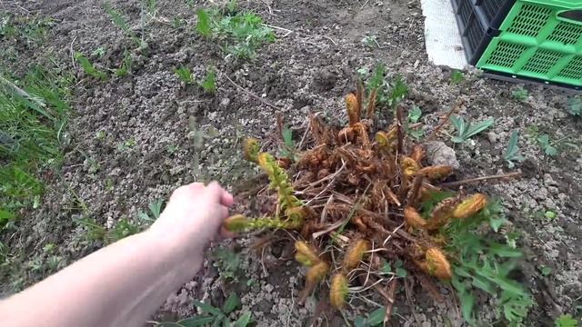 ВЛОГ Отражаюсь в «глазах» мужа ? / Моя «Дача» / Всем по секатору ????? 7 мая 2019 г. смотреть онлайн