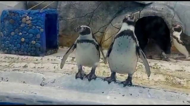 В мире животных!?ЛАЗАРЕВСКОЕ СЕГОДНЯ ?СОЧИ. Благодарю Галину Васильевну за видео! смотреть онлайн