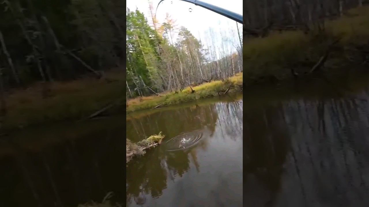 КАБАНЫ НА УДОЧКУ Полное видео на канале смотреть онлайн