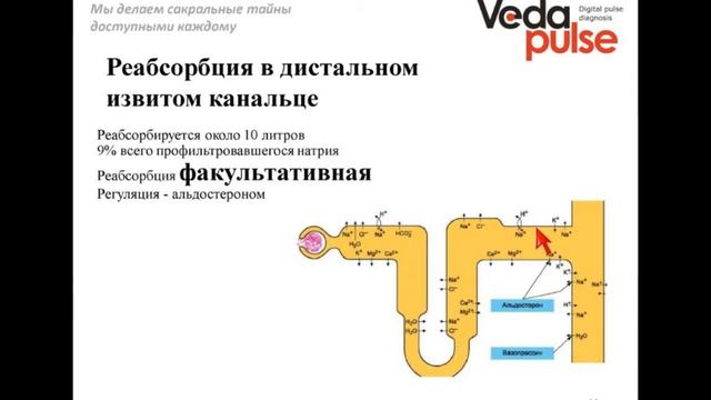 Физиология почки и водно-солевого обмена смотреть онлайн
