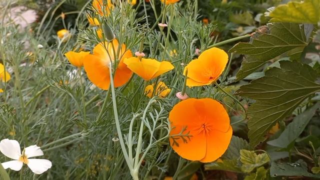 Эшшольция Калифорнийский мак Золотой мак смотреть онлайн