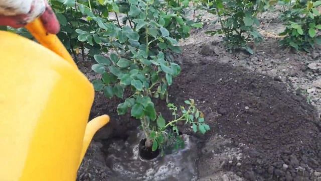 Посадка роз с закрытой корневой системой Питомник Гарант смотреть онлайн