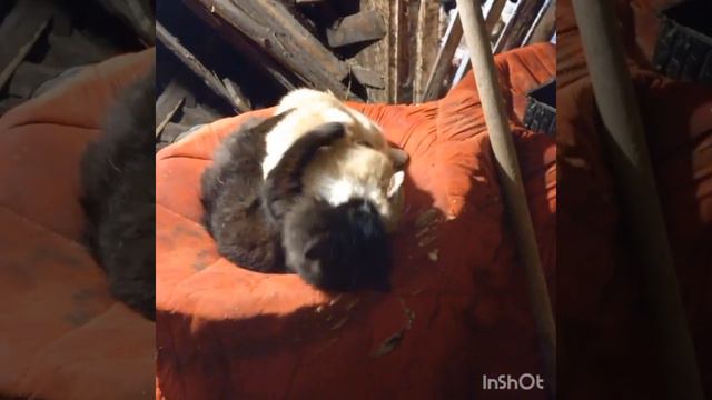 Настойчивая жена. Или один вечер из семейной жизни Котофея Ивановича Кисы Мурлысовны. смотреть онлайн