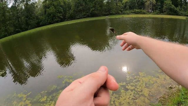 Are These Any Good? Bluegill Fishing with Berkley Gulp! Nightcrawlers смотреть онлайн