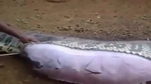 Анаконда ест человека.