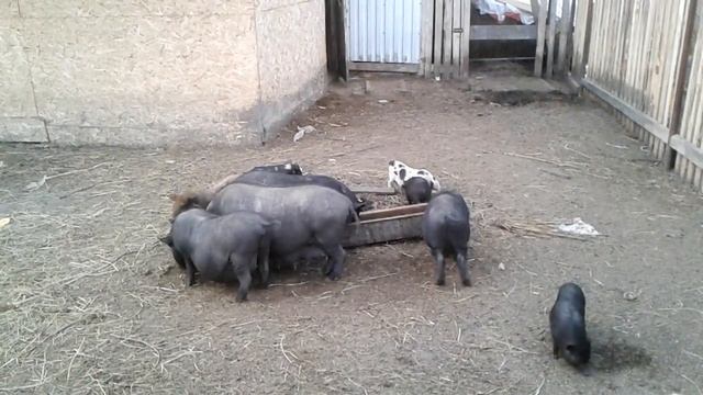 В каком возрасте вьетнамский кабан может крыть свиноматку? Шок!!! смотреть онлайн