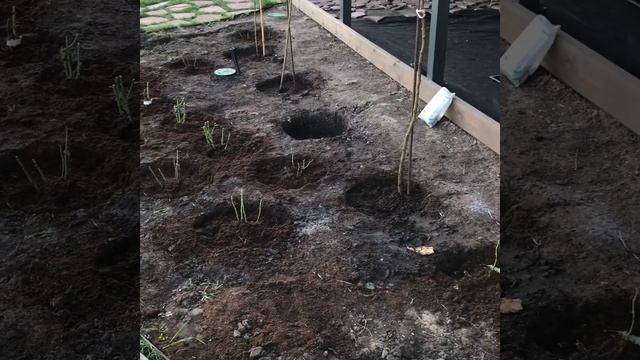 Розы .Розарий своими руками ,(посадка роз осенью) смотреть онлайн