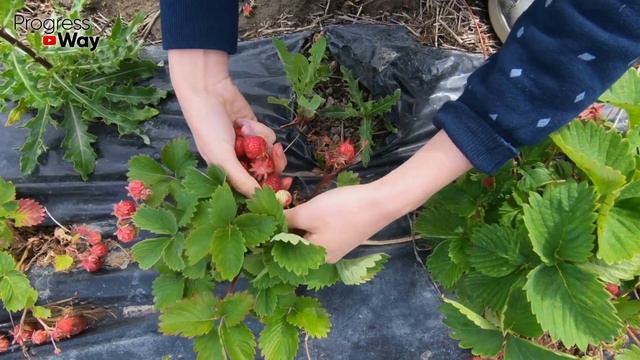 ПОСАДИТЕ КЛУБНИКУ ТАК и вы забудете о сорняках НАВСЕГДА! смотреть онлайн
