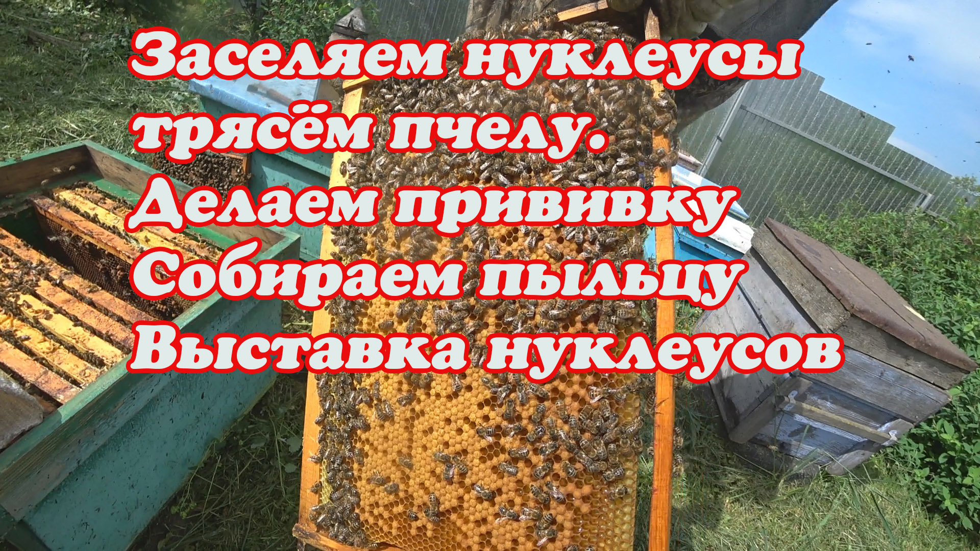 ВЫСТАВКА НУКЛЕУСОВ, ПРИВИВКА НА МАТОК, СБОР ЦВЕТОЧНОЙ ПЫЛЬЦЫ. смотреть онлайн