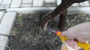 ПЕРВОЕ ОПРЫСКИВАНИЕ ВИНОГРАДА РАННЕЙ ВЕСНОЙ  vselennaya uvlesheniy