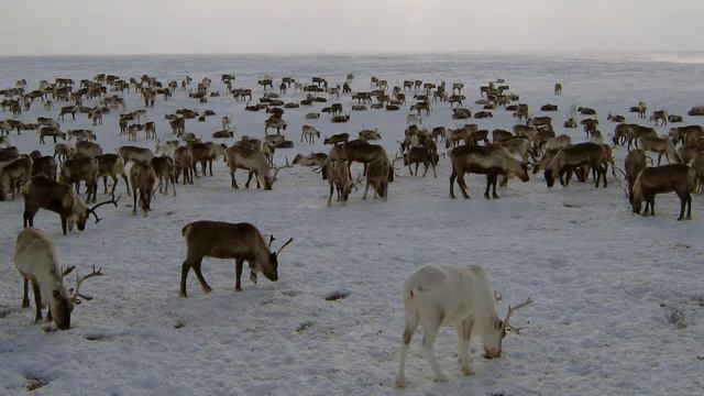 Animal Migration-Let's Get Moving смотреть онлайн