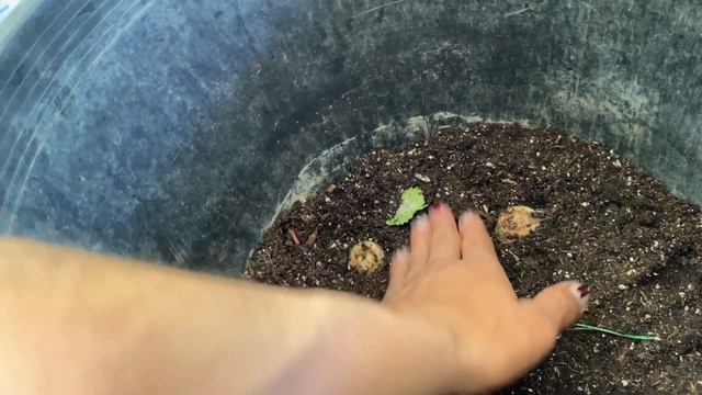 Cutting Giant Monstera Deliciosa смотреть онлайн