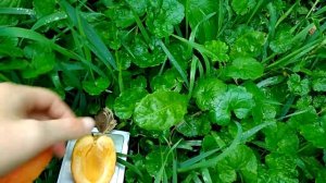 Абрикос Сирена и Харгранд