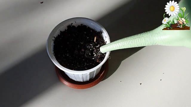 زراعة الغار من البذور _ How to grow bay leaf seeds смотреть онлайн
