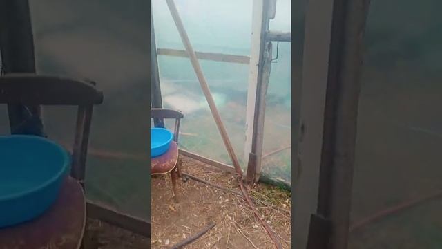 Осень. Теплицы с инжиром.