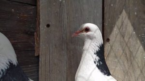 Розовое (красное) веко у голубя.Бакинские шейки.Baku necks.