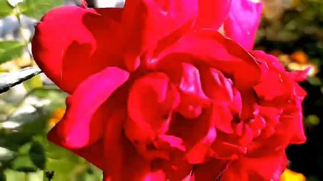 В плену у не любимого Харьков Сентябрь 2022 смотреть онлайн