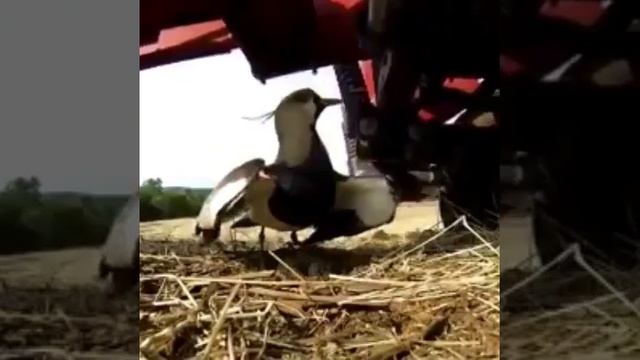 Птица защищает своих птенцов