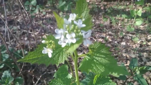 История с историей Екатерина Серова