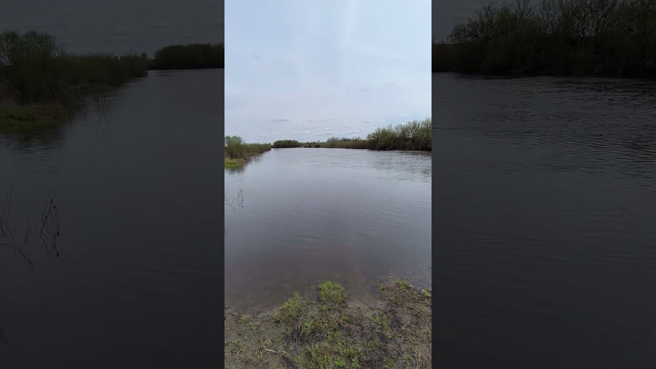 Рыбалка на поплавок Поймал первую плотву #shortvideo #fishing #рыбалка #fishingvideo смотреть онлайн