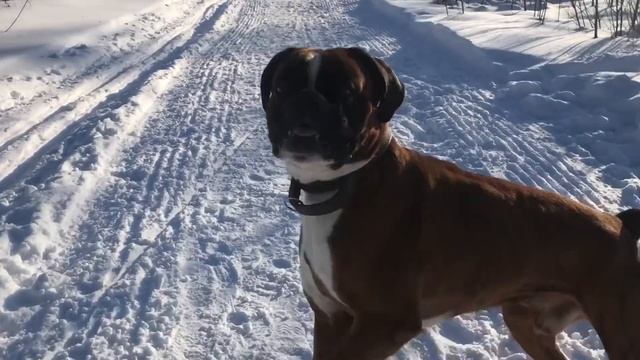 Прогулка с боксёром смотреть онлайн