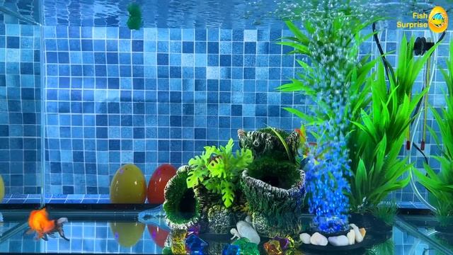 Colorful Wheel Of Fortune, Surprise Eggs, Lobster, Snake, Betta Fish, Snake, Discus, Frog, Turtle