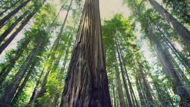 California's Most Scenic Drive: Avenue of the Giants смотреть онлайн