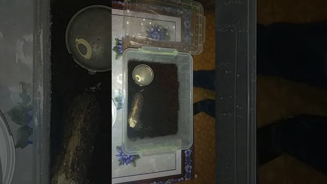 Кольчатая сколопендра. Как дела у Пушка? смотреть онлайн