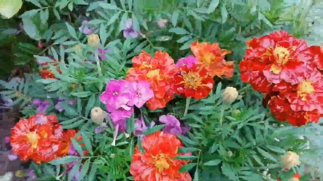 Грабли веерные Для любителей канала Грабли Лайф 26 09 21 смотреть онлайн