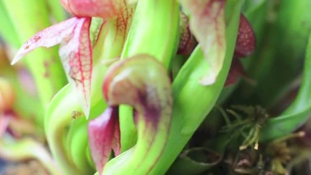 Darlingtonia californica carousel смотреть онлайн