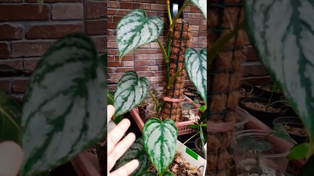 New Collection | Syngonium Pink Perfection смотреть онлайн