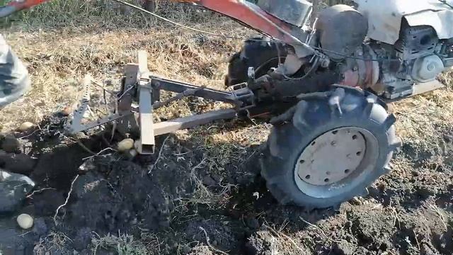 Мотоблок Агрос копаем картофель. смотреть онлайн