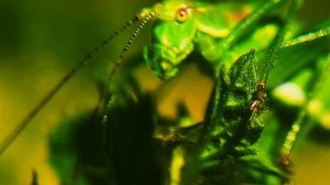 expressive grasshopper eyes, выразительные глаза кузнечика