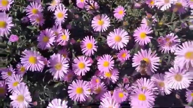 Повторное цветение соседские цветы.1.10.2023. смотреть онлайн