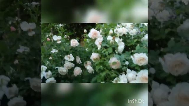 Запрошую в літо! Вечірня замальовка саду Бажаю всім мирного неба, любові, здоров'я, квітучих садів смотреть онлайн