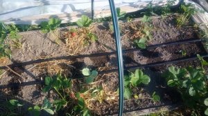 Капельный полив.Как положить капельную ленту на клубнику