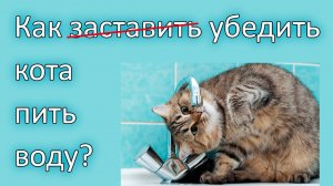 Как заставить кота пить воду добровольно | Кот не пьет воду #котнепьетводу #какзаставитькотапить