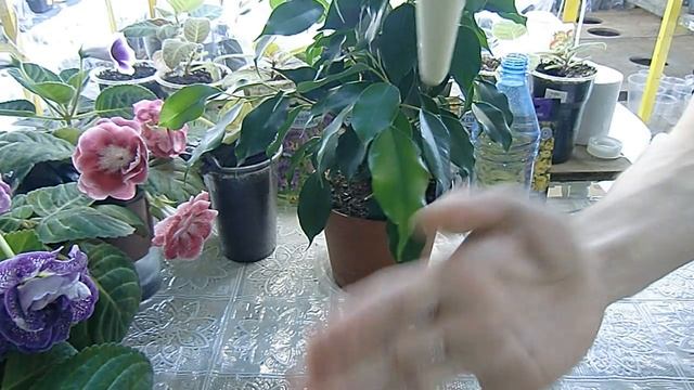 АВТОМАТИЧЕСКИЙ ПОЛИВ ЦВЕТОВ !!! Простота и красота !!! Практично ?