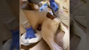 Замена памперса собаке Кобелю.