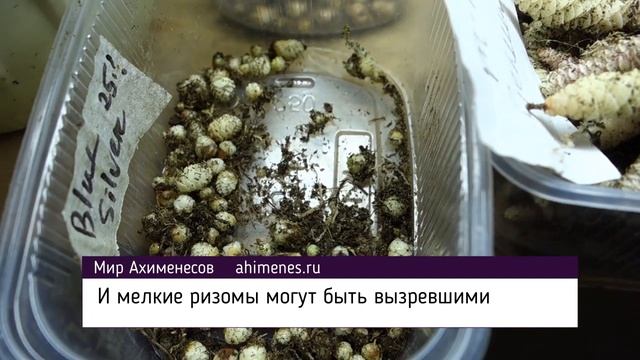 На что влияет размер ризом ахименеса? смотреть онлайн