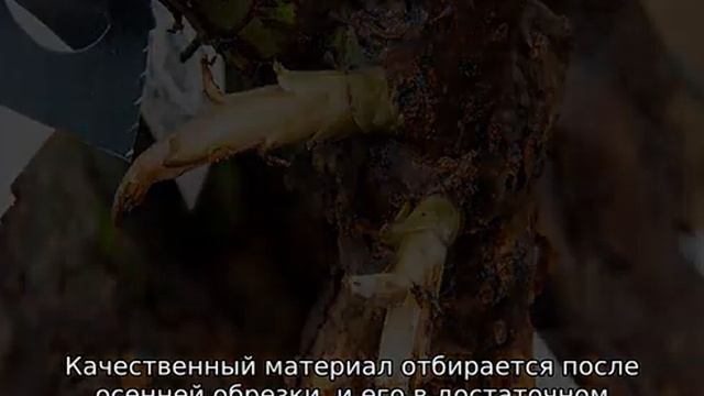Размножение роз смотреть онлайн