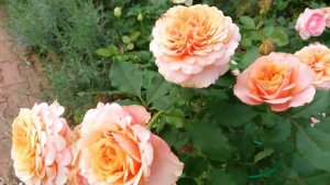 МОЛОДЫЕ РОЗЫ.  ЛА ВИЛЛА КОТТА. Обзор