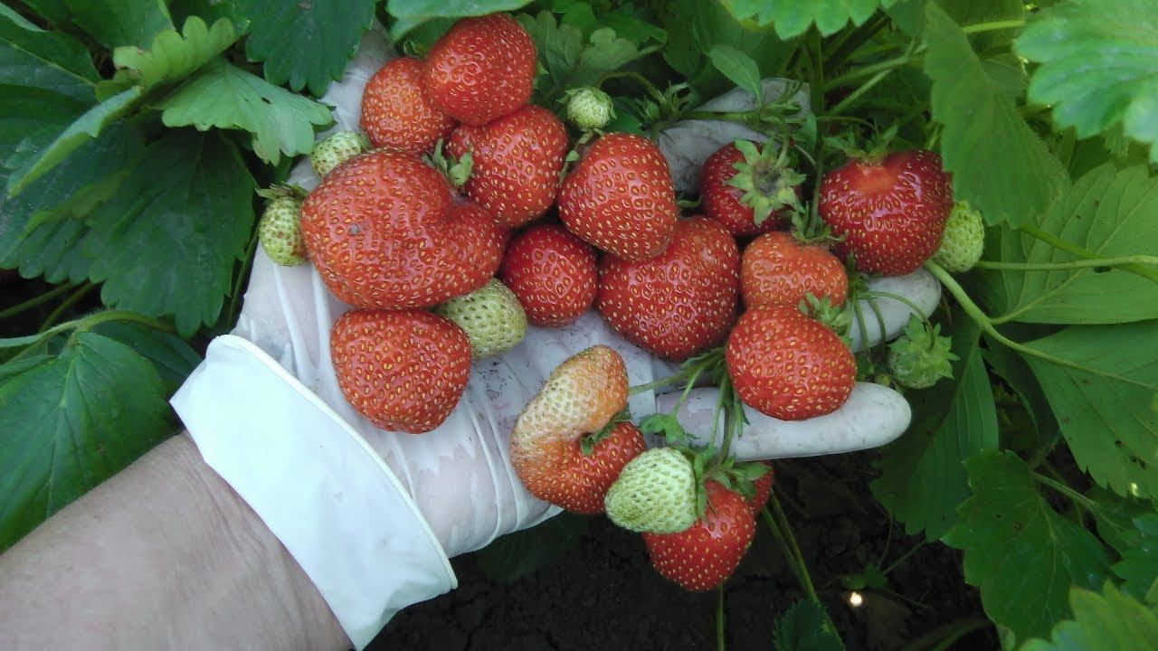 ЗЕМЛЯНИКА С ОЧЕНЬ ВЫСОКОЙ УРОЖАЙНОСТЬЮ ПЕРВЫЙ СБОР УРОЖАЯ С ЧЕТЫРЕХ КУСТИКОВ смотреть онлайн